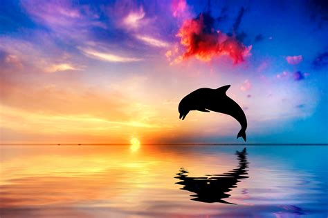 Dolphin Sunset Wallpaper