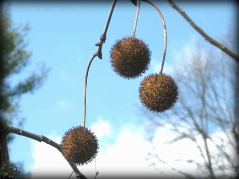 Sycamore Tree Seeds