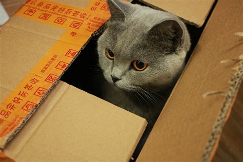 Why Do Cats Like Boxes? - Wag!