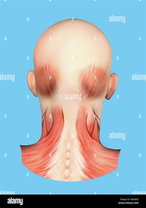 Anatomie des muscles de l'arrière de la tête Photo Stock - Alamy