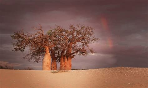 The Kalahari Desert - A-Z Animals