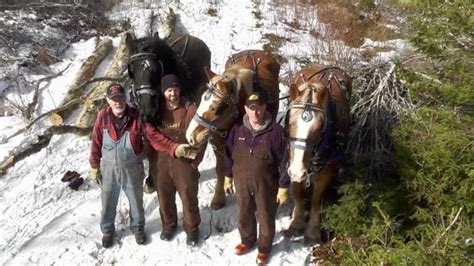 Why some P.E.I. loggers still use horses — not trucks — to clear dead ...