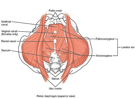 Pelvic Floor Muscle Function and Strength - Physiopedia