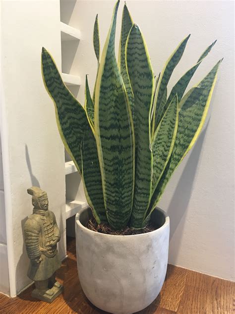 Review Of Rattlesnake Plant Care Indoors References