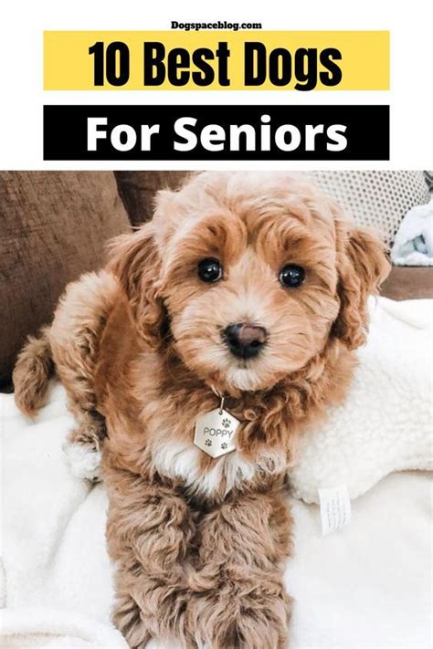 10 best dog breeds for seniors – Artofit