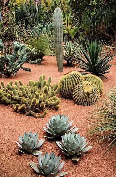 Best Plants For Desert Landscaping