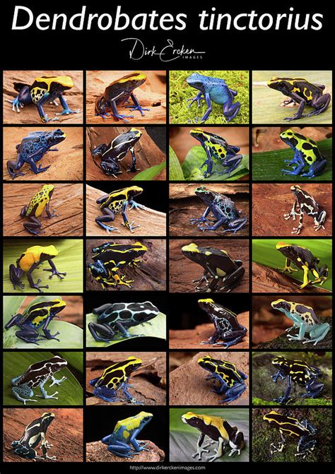 poison dart frog Dendrobates tinctorius morphs Photograph by Dirk ...