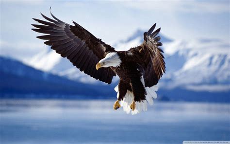 Eagles 4K Ultra HD Wallpapers - Top Free Eagles 4K Ultra HD Backgrounds ...