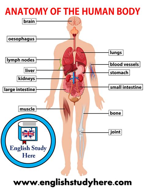 Human Body Parts Names Archives - English Study Here