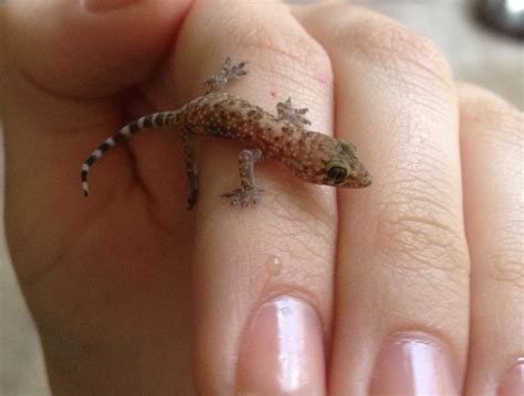 Mediterranean Gecko Facts and Pictures