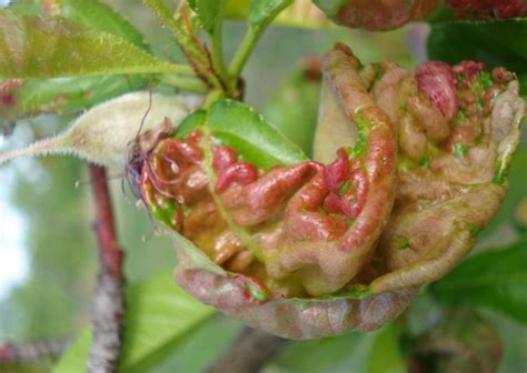 Almond treatments, most common diseases and pests of this fruit tree ...