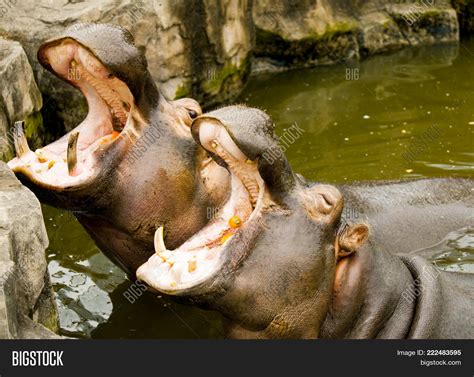 Couple Hippos River. Image & Photo (Free Trial) | Bigstock