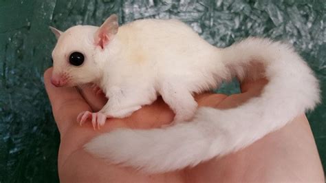 Sugar Glider Colors: 17 Different Color of Sugar Glider With Pictures ...