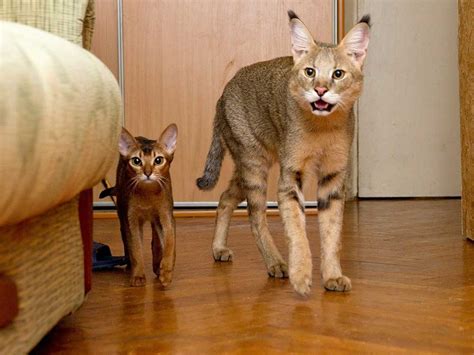 Chausie | Cat Breed Information & Facts – Pictures | Pets Feed