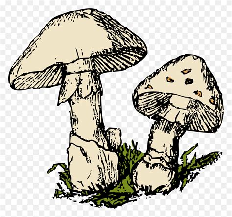 Fungi Clipart - Decomposer Clipart - FlyClipart