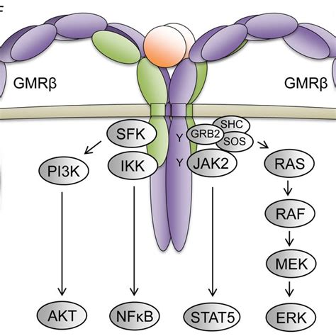 The Pseudoautosomal Regions and Genes. Schematic of the X and Y sex ...