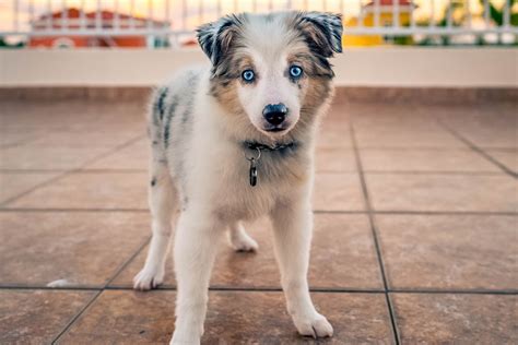 Veraltet aufrecht Häftling mini australian shepherd Gesellschaft ...