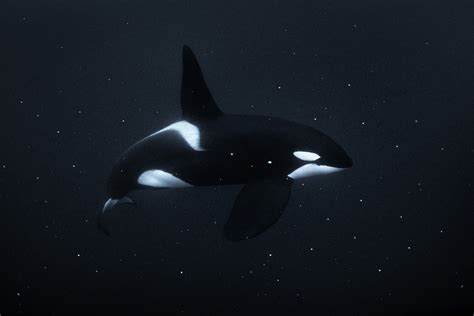 black and white orca killer whale art photos | George Karbus Photography