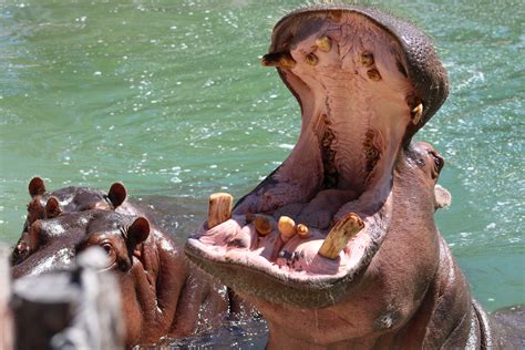 Hippo Feeding