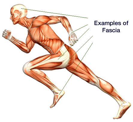 What is Fascia? | Pure Physio