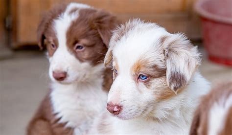 Are Australian Shepherd Border Collie Good Withkids