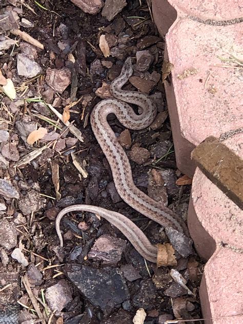 Baby snake identification? About 14” long, located in western North ...