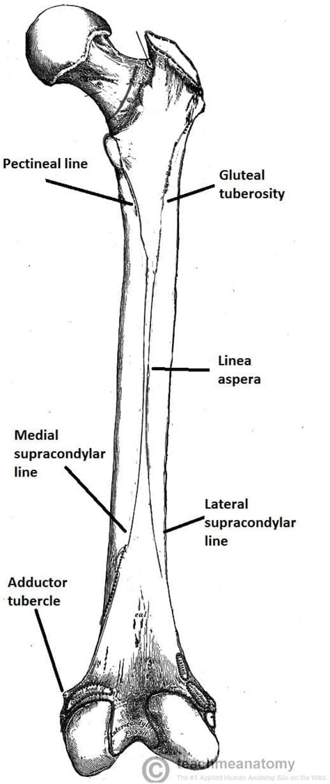 The Femur - Proximal - Distal - Shaft - TeachMeAnatomy