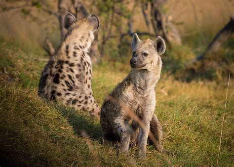 Hyena 1080P, 2K, 4K, 5K HD wallpapers free download | Wallpaper Flare