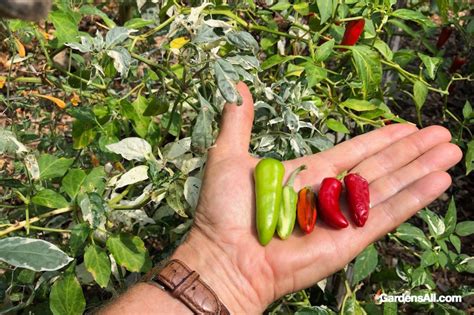 Fish Pepper Plant - an Ornamental Edible for Beauty and Brawn ...