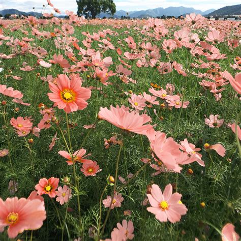 Cosmos Apricotta Flower Seeds – Easy Grow Seeds