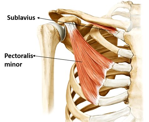 Pectoral Region , Anatomy QA