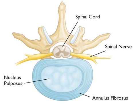 Spine Basics - OrthoInfo - AAOS