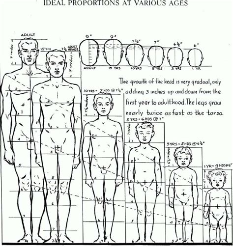 Proportions of the Human Figure : How to Draw the Human Figure in the ...