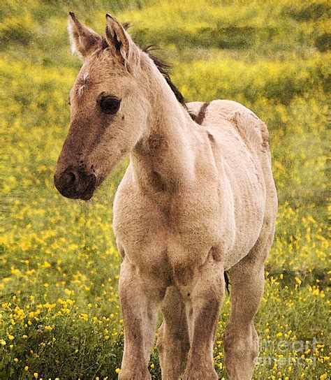 Buckskin - Buckskin Stallion / Buckskins, breeches or shoes made of ...