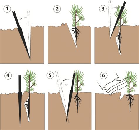 Planting Southern Pine Seedlings - Alabama Cooperative Extension System