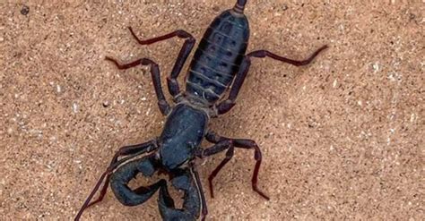 Vinegaroons, The Spider-Scorpion Mix That Roams Texas - Reform Austin