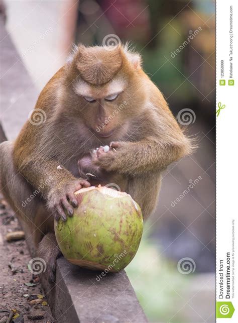 Brown monkey stock image. Image of monkey, outside, mammal - 123850999