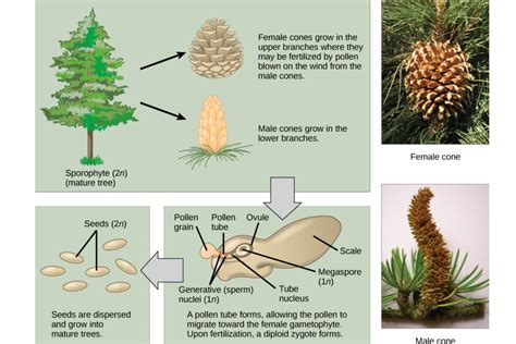 Gymnosperms: Definition, Examples, and Reproduction