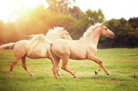 Palomino Horses Cantering In Field by Rosanna Bell