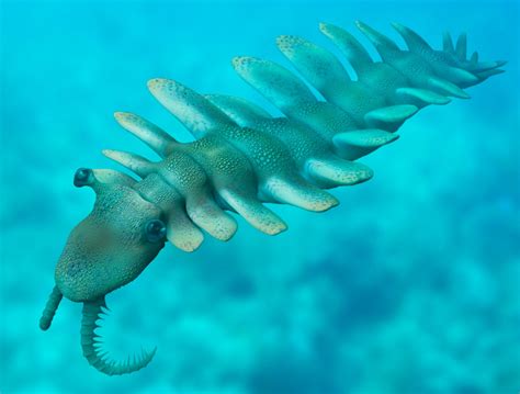 Anomalocaris Facts | Burgess Shale | DK Find Out