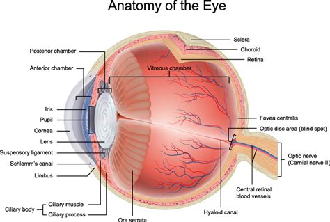 Anatomy of the Human Eye - PinpointEyes