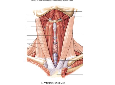 hyoid Diagram | Quizlet