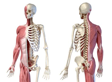 What Are Musculoskeletal Disorders & How to Treat Them? | Broadview Clinic