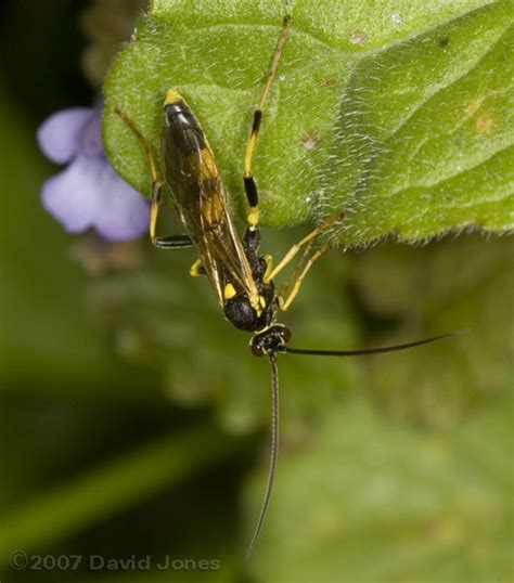 Ichneumon fly (Amblyteles armatorius), 6 June 2007