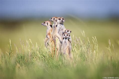 Meerkat Family | Will Burrard-Lucas