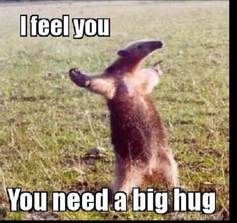 20 Need a Hug Meme to Warm You Up – SheIdeas