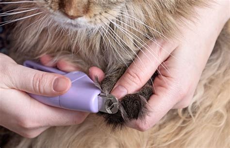 How to Trim Cat Claws With These 5 Tips | Scratchpay