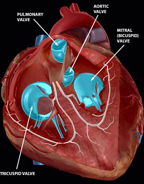 Conus Arteriosus Heart