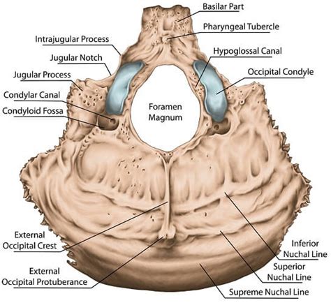 Foramen Magnum - The Definitive Guide | Biology Dictionary