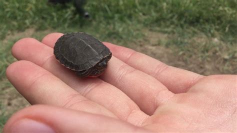 Worlds Smallest Turtle